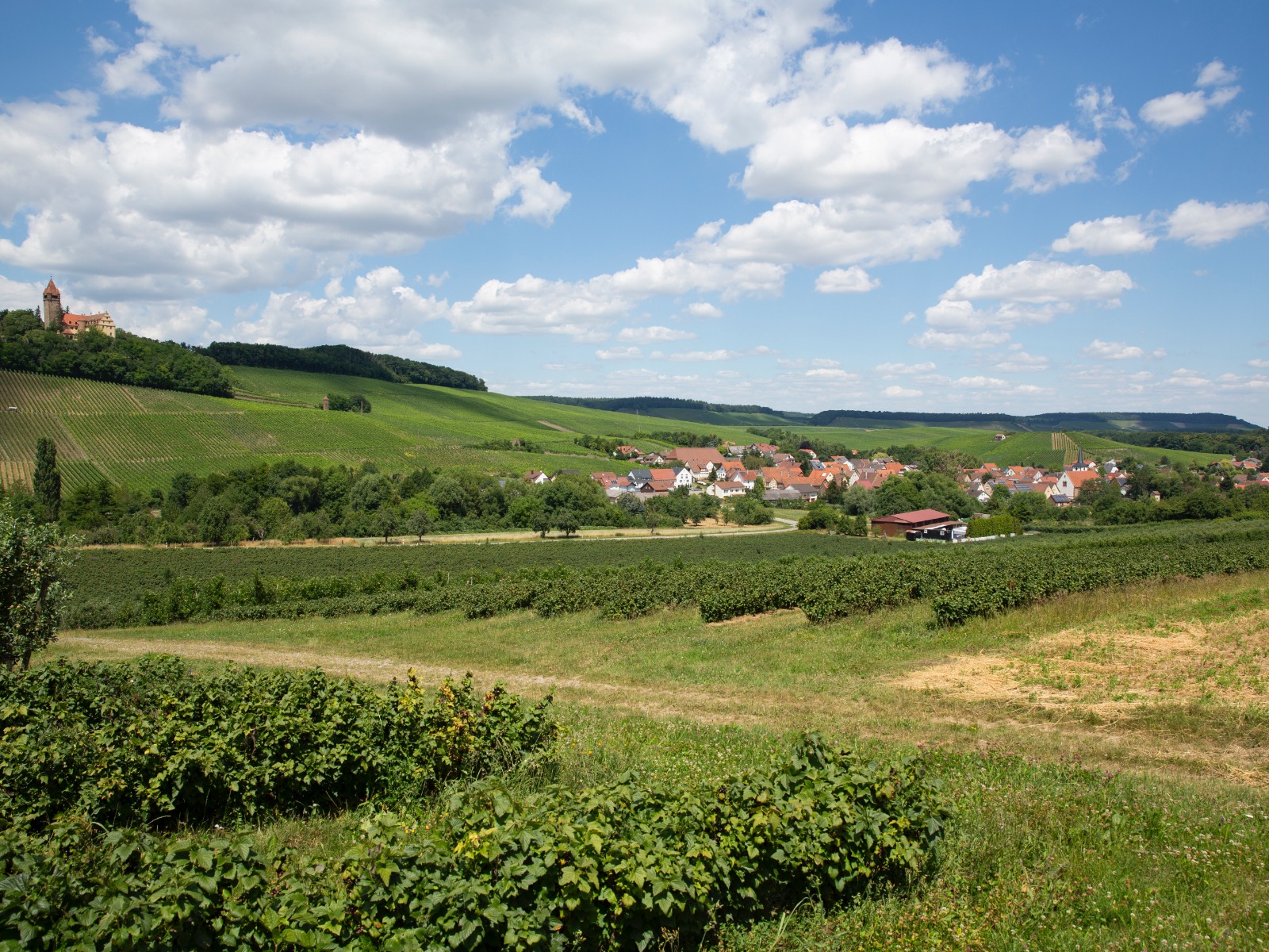 Blick auf die Weinberge von Haberschlacht