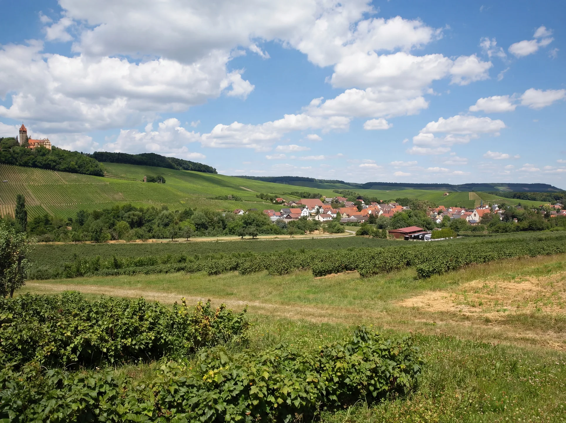 Haberschlacht Weinberglandschaft – Sommer